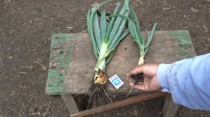 Почему нам нравится озимый лук севок.