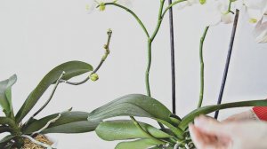 ПОСЛЕ ЭТОГО ОРХИДЕЯ БУДЕТ ЦВЕСТИ КРУГЛЫЙ ГОД # ОРХИДЕИ и УХОД