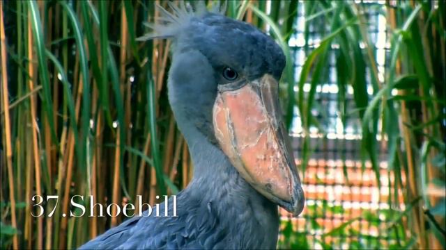 300 Animal videos for kids | 300 animales para niños en inglés | learn 300 animal Name in English смотреть онлайн