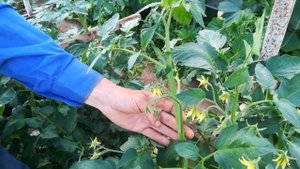 Что делать на огороде в августе