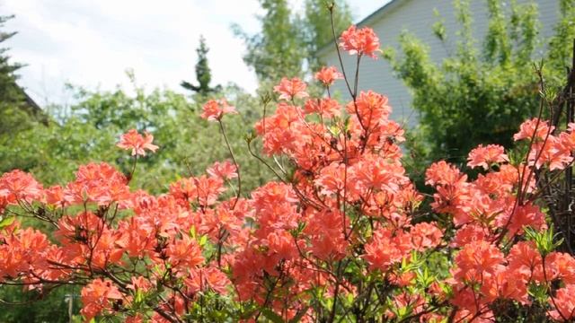 Рододендрон японский. смотреть онлайн