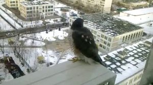 сокол-голубь в спальном районе Москвы