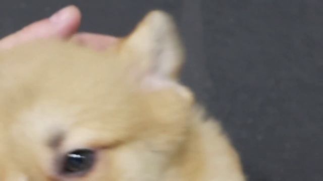 #корги Невидимая преграда у малыша Вельш Корги+Как целуются КОРЖИКИ смотреть онлайн