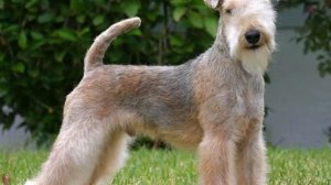 Породы собак. Сколько всего пород собак.