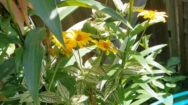 Heliopsis helianthoides Sunburst one of the most beautiful variegated foliage hardy garden plants