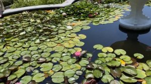 ЯЛТА Никитский ботанический сад на Автобусе. Зелёный лабиринт. КРЫМ 2021