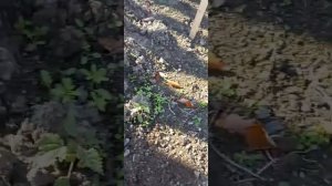 Посадка под зиму многолетних цветов гвоздики покупных и своих семян.