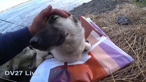 Опять нацепляли сазанов на резинку// Рыбалка на Амуре