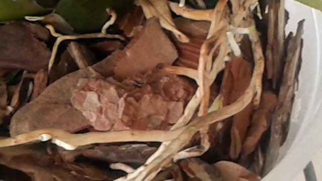 20170130 121035 смотреть онлайн