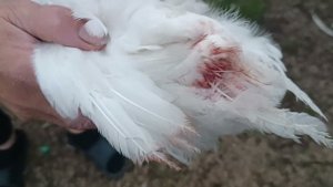 Расклев у цыплят. Алюминиум спрей.