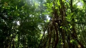 Золотоискатели Сезон:1 Серии:1 / Бамазонка