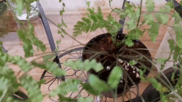Сеянцы папоротника  Goniophlebium Subauriculatum из спор