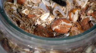 Капровый жук (Trogoderma granarium Ev.).mp4