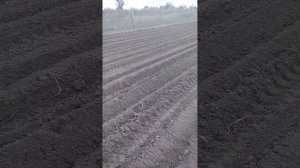 Самодельный каток для прикатывания гребней на посадке картофеля.