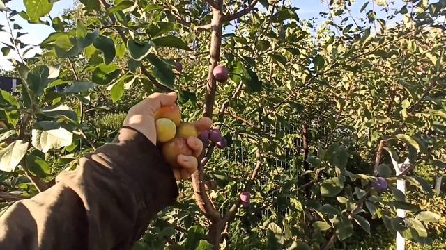 Шарафуга (гибрид) и алыча Подарок Санкт-Петербургу. Средне- спелые сорта в моем саду. смотреть онлайн