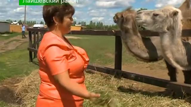 25 06 2014 Верблюды Белова