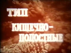 Тип кишечноплостные