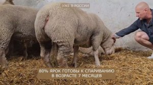 Шароле бараны в России! Разведение овец, как бизнес! Где купить овец в России и СНГ? Овцеводство!