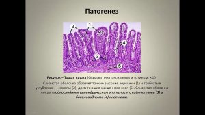 Вахрушева Т.И. Сальмонеллезы млекопитающих и птицы