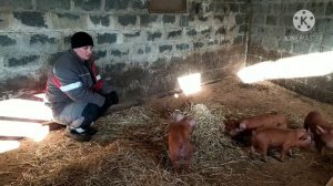 Перевели Поросят На откорм ,Как я Отлучаю поросят от Свиноматки