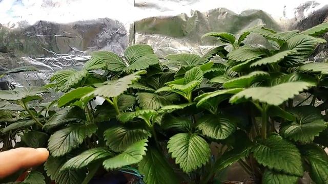 ВЫРАЩИВАНИЕ КЛУБНИКИ ЗИМОЙ В ДОМЕ. Часть 5. GROWING STRAWBERRIES IN THE WINTER IN THE HOUSE. Part 5 смотреть онлайн