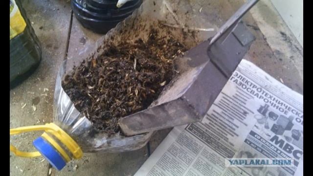 Это средство избавит от медведки и личинок майского жука. смотреть онлайн