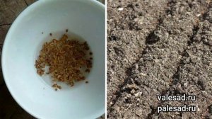ТОП-3 СОРТА УРОЖАЙНОЙ МОРКОВИ! Выращивание моркови из семян