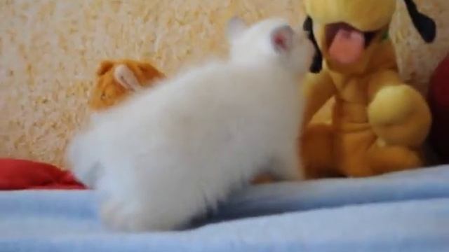 Британский котенок лилак поинт в питомнике British House Астильда смотреть онлайн