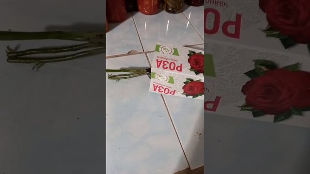 сохраняем розу до посадок,в погребе. смотреть онлайн