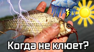 В какую погоду карася лучше не ловить! В какую погоду карась не клюет