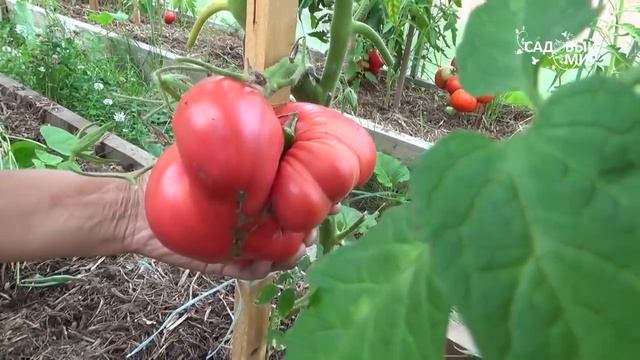 Сорта томатов для теплицы. Сайт "Садовый мир" смотреть онлайн