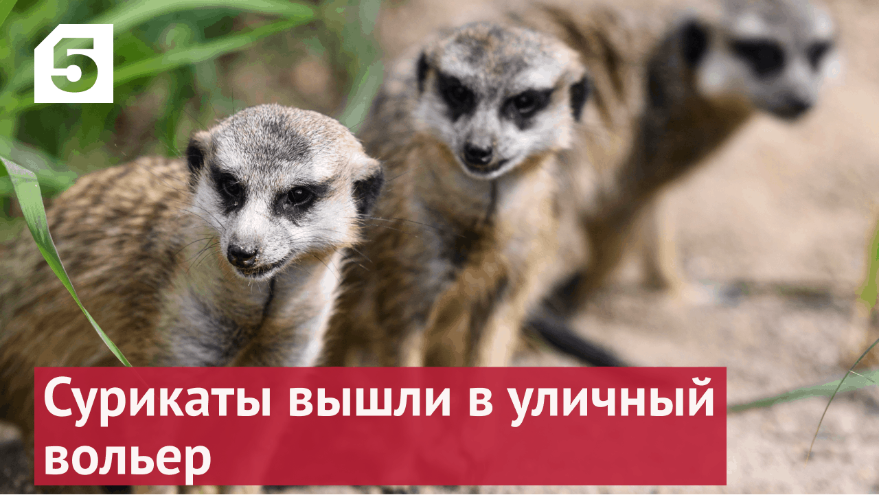 Сурикаты из Московского зоопарка вышли в уличный вольер