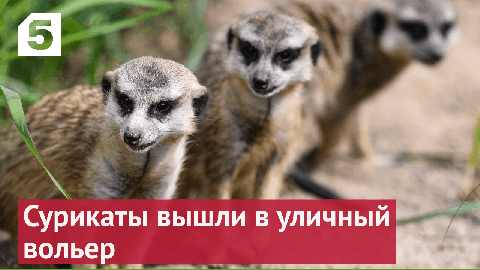Сурикаты из Московского зоопарка вышли в уличный вольер