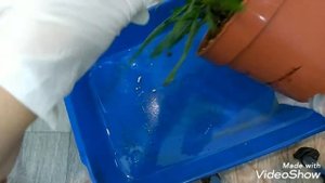Пахиподиум. Будни цветовода.