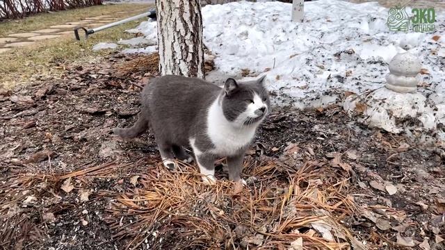 Тёплый салат на чугунном садже. Готовим на тандыре Урал | ЭкоТандыр смотреть онлайн