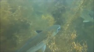 Подводные съемки морской рыбалки Охота на Пеленгаса