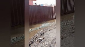 Половодье 2024. СНТ Золотая горка. Аллея 7.