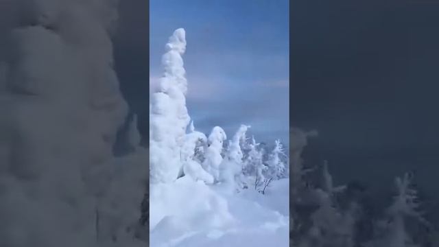 Снежный лес / Schneewald / Snow Forest/ 雪林