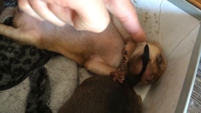 Щенок во сне жуёт хвост смотреть онлайн