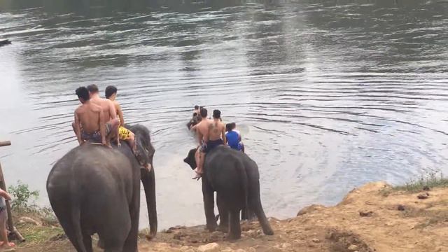 Река Квай! Купаемся со слонами! Тайланд смотреть онлайн