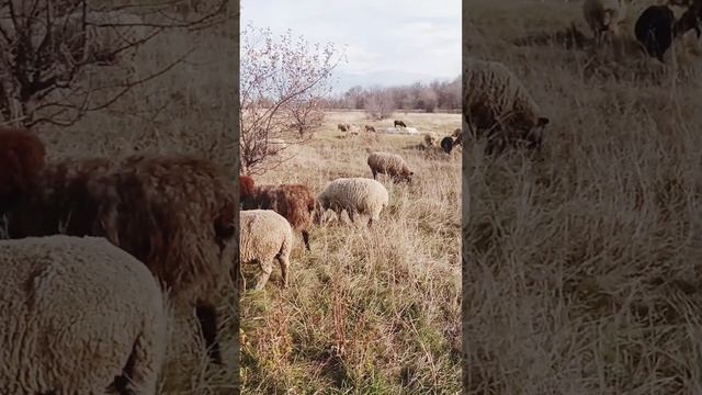 Овцы на пазбише. смотреть онлайн