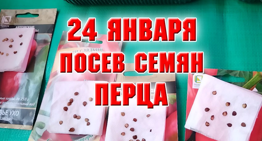 24 января. Как я высеваю перец