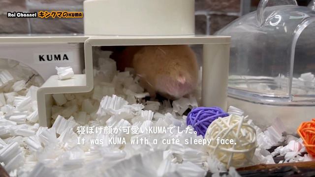 寝ぼけ顔が可愛すぎるハムスター【ハムスター日常観察】
