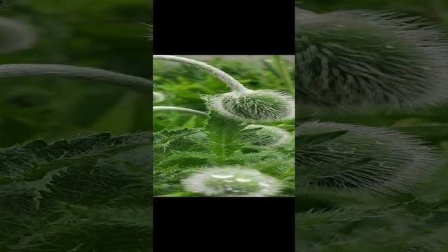 Зацветают маки