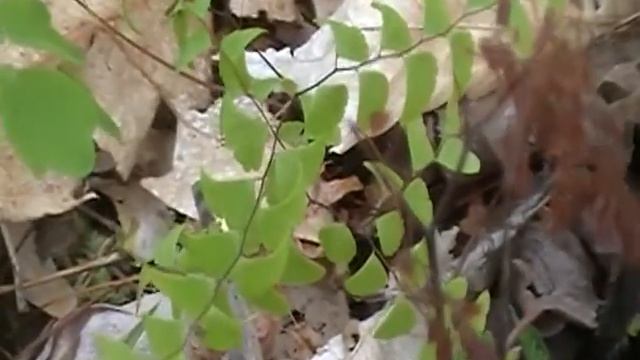Maidenhair Fern (Adiantum pedatum ) смотреть онлайн