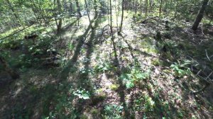 Сибиреязвенный Скотомогильник-1950 г.