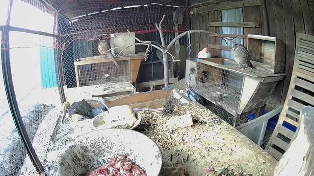 Птицеводство. Содержание птицы. Кормление и разведение домашней птицы