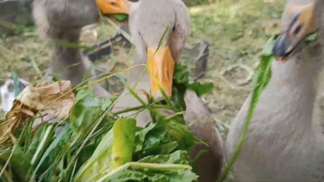 Гуси и свежая трава смотреть онлайн