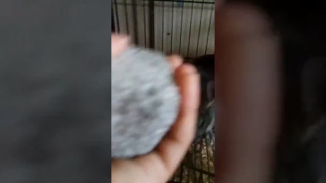 Что нужно в клетку шиншилле