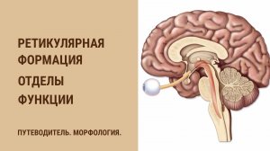 Ретикулярная формация. Ядра. Функции